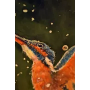 Kingfisher in Flight – Original Watercolor Painting, 30x40cm